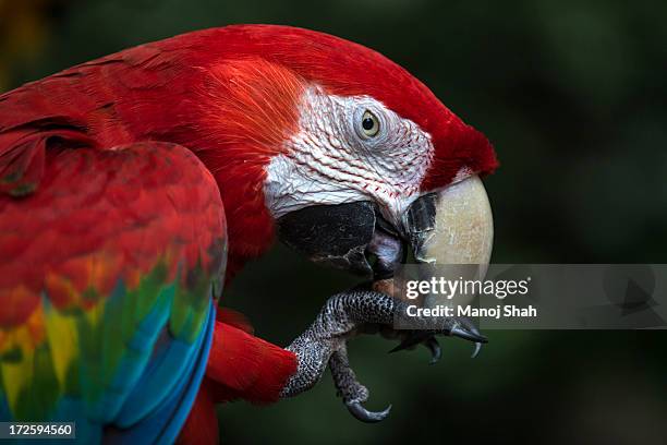 scarlet macaw parrot eating nut - scarlet macaw fotografías e imágenes de stock
