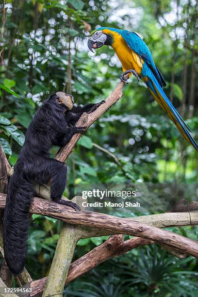 white faced saki monkey with blue and yellow macaw - gold and blue macaw stock pictures, royalty-free photos & images