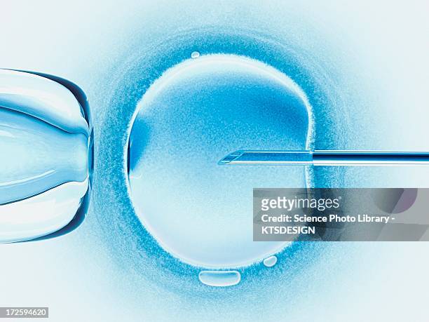 in vitro fertilisation, artwork - biomedizinische illustration stock-grafiken, -clipart, -cartoons und -symbole