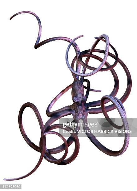 illustrations, cliparts, dessins animés et icônes de octopus, artwork - tentacule