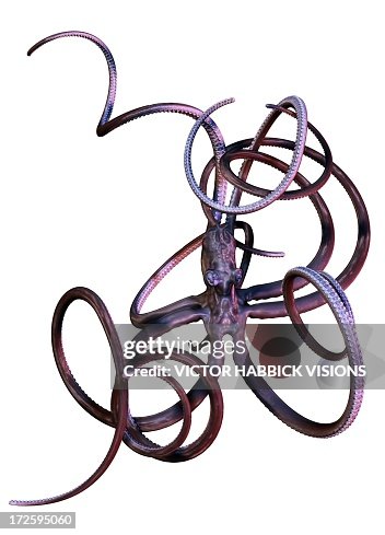 Octopus, artwork Octopus, artwork