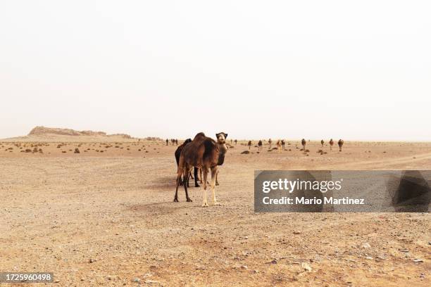 camels walking through the desert - north africa stock pictures, royalty-free photos & images