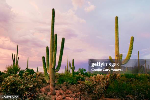saguaro cactus against a stormy sky - deserto del sonoran foto e immagini stock