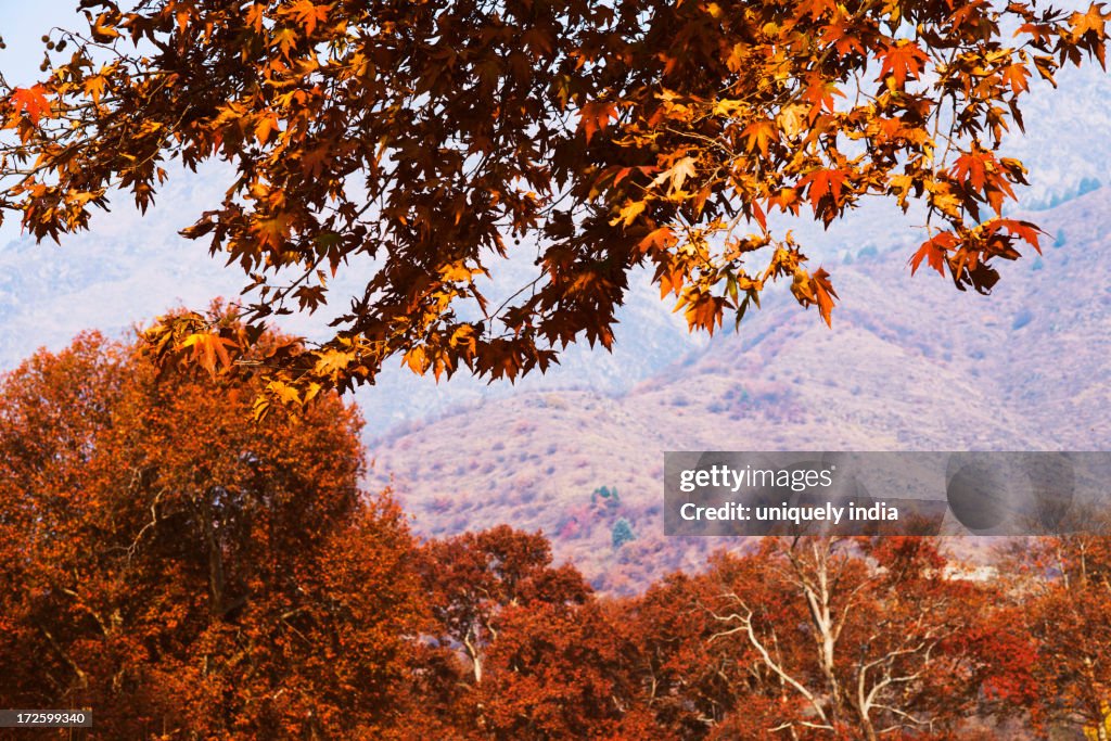 Low angle view of maple trees, Nishat Bagh, Srinagar, Jammu And Kashmir, India
