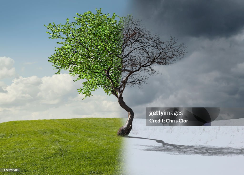 Digital illustration of half winter landscape