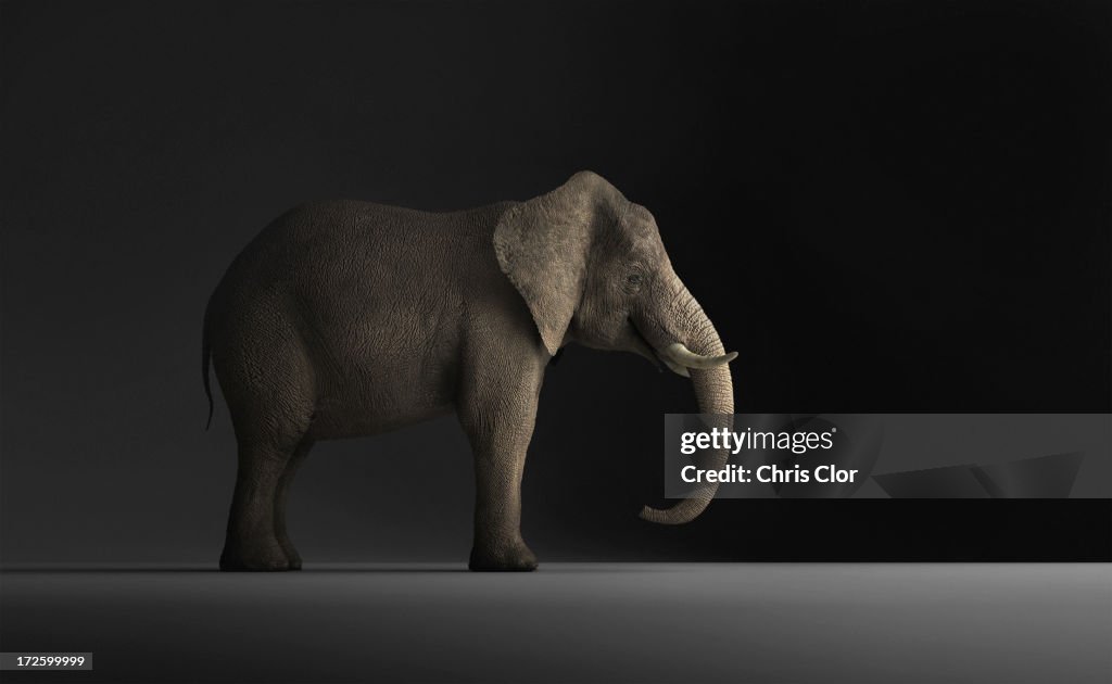 Elephant standing indoors