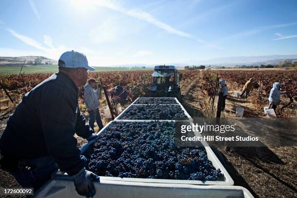 hispanic workers harvesting grapes in field - agricultural workers stock pictures, royalty-free photos & images