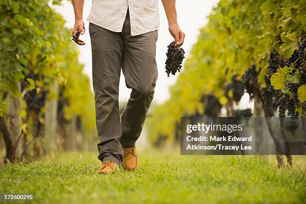 caucasian farmer carrying grapes in vineyard - irvington virgínia imagens e fotografias de stock