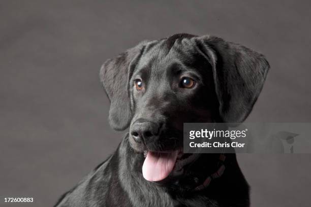 close up of dog's panting face - black lab stock pictures, royalty-free photos & images