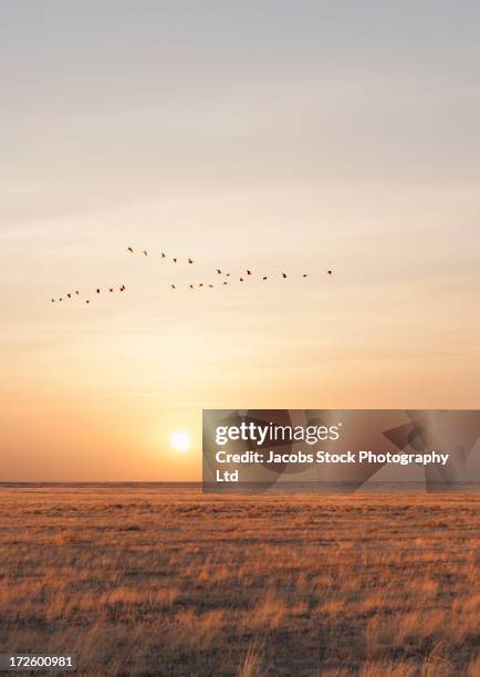 geese flying over rural fields - goose bird fotografías e imágenes de stock