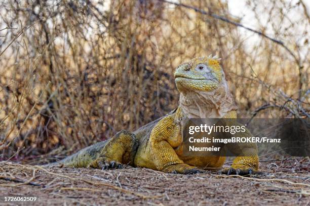 druze-headed land iguana (conolophus subcristatus) near cerro dragon on santa cruz island, galapagos islands, ecuador - dragon headed stock pictures, royalty-free photos & images
