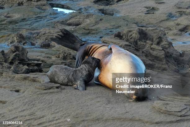 galapagos sea lion (zalophus wollebaeki) with howler near puerto egas, isla santiago, galapagos islands, ecuador - galapagos sea lion stock pictures, royalty-free photos & images