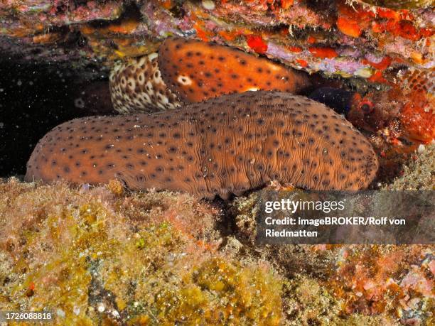 spotted sea cucumber (holothuria sanctori), el cabron marine reserve dive site, arinaga, gran canaria, spain, atlantic ocean - holothuria stock pictures, royalty-free photos & images