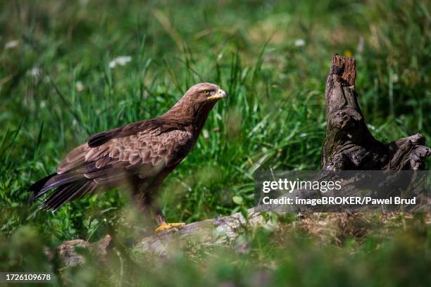 lesser spotted eagle (clanga pomarina) ground meadow, poland - lesser spotted eagle stock pictures, royalty-free photos & images