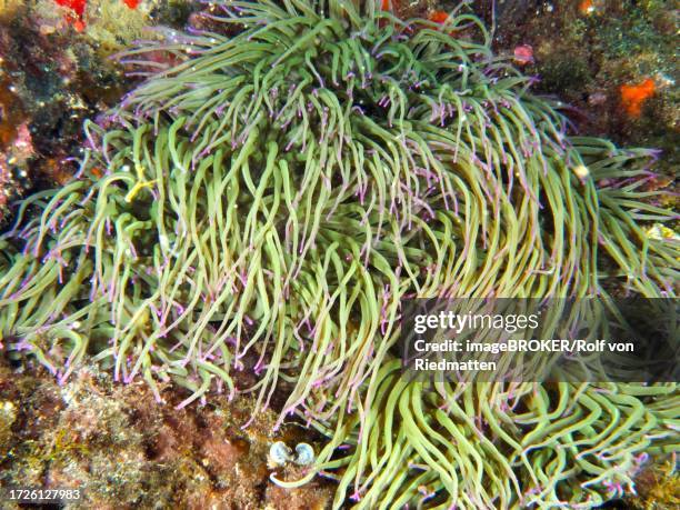 opelet anemone (anemonia sulcata), dive site marine reserve cap de creus, rosas, costa brava, spain, mediterranean sea - anemonia sulcata fotografías e imágenes de stock