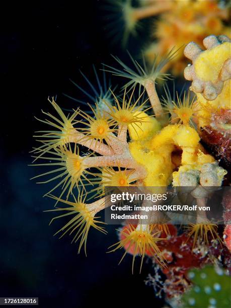 yellow cluster anemone (parazoanthus axinellae), dive site marine reserve cap de creus, rosas, costa brava, spain, mediterranean sea - parazoanthus bildbanksfoton och bilder