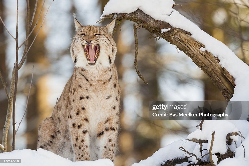 Eurasian Lynx In Winter Foto de stock Biology Diagrams