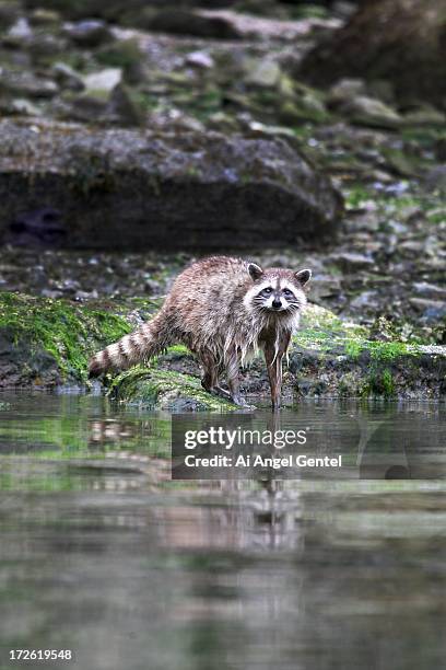 Spring Racoon Lake 128 Raccoon Lake Stock Photos, High-Res Pictures, and Images - Getty Images