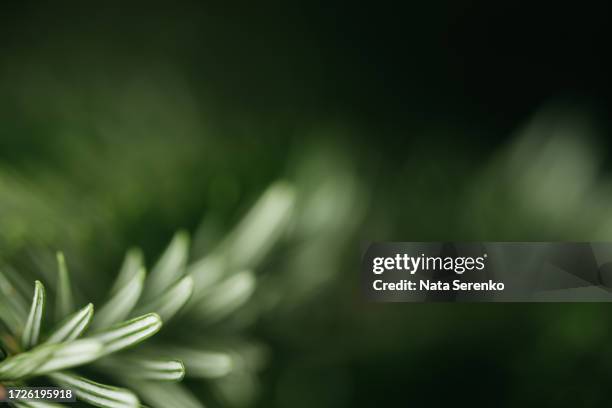 beautiful christmas background with green pine tree brunch close up. december wallpaper. - background christmas stock pictures, royalty-free photos & images