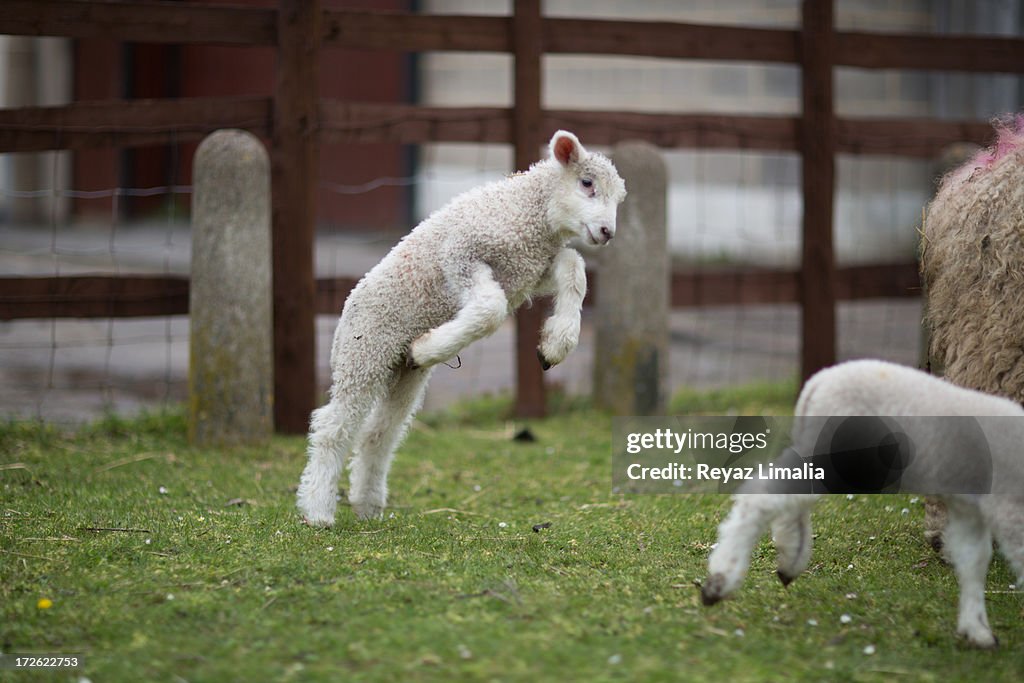 Leaping Lamb
