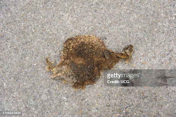 Squashed hedgehog in the road which has been run over, UK.