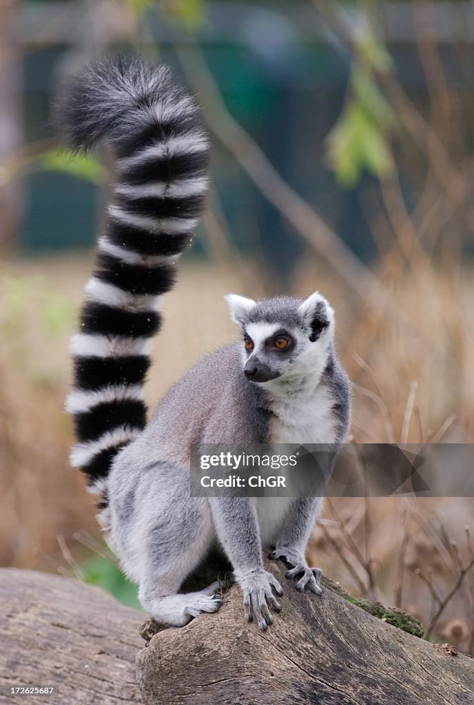 Furry lemur perched on rock looking into the distance