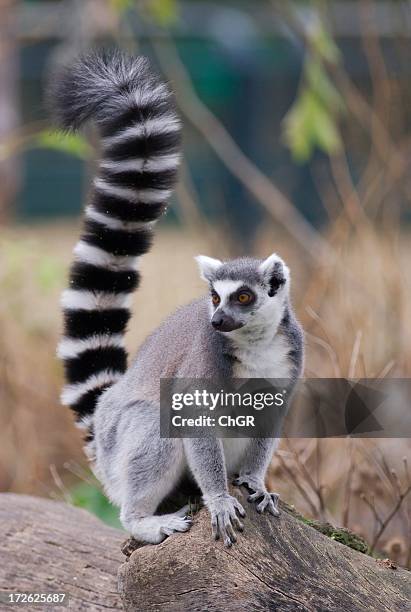 furry lemur perched on rock looking into the distance - lemur stock pictures, royalty-free photos & images