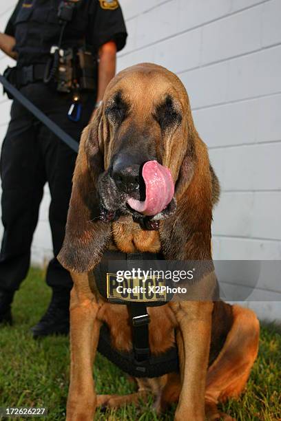 police bloodhound - bloodhound stock pictures, royalty-free photos & images