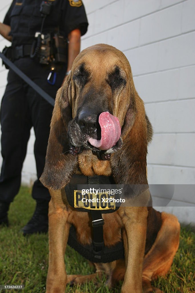 Polícia Bloodhound