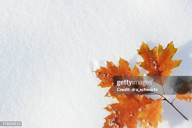 autumn leaves on snow - autumn frost stock pictures, royalty-free photos & images