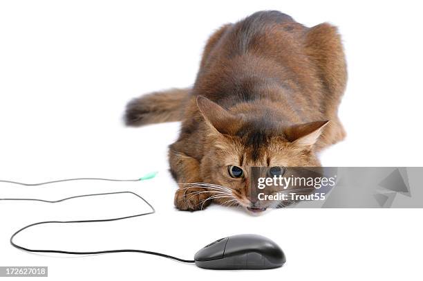 Cat Using Computer Mouse 106 Cat Computer Mouse Stock Photos, High-Res Pictures, and Images ...