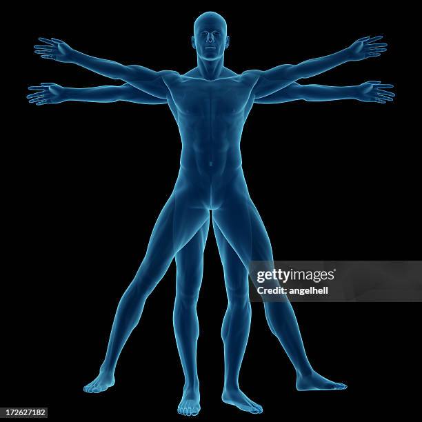 human body of a vitruvian man for study - da vinci stockfoto's en -beelden