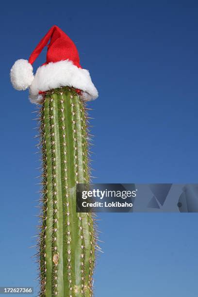 christmas cactus - arizona christmas stock pictures, royalty-free photos & images