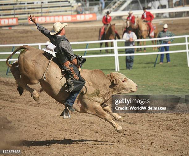 bull rider at rodeo mid-air on dirt track - rodeo bull stock pictures, royalty-free photos & images