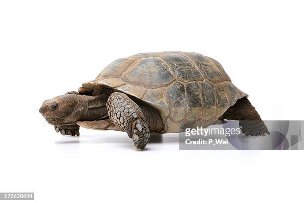 gopherschildkröte - schildkröte stock-fotos und bilder