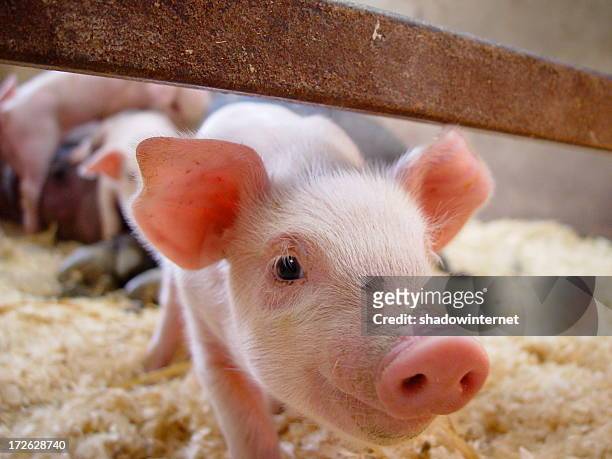 nosey pig - piglet bildbanksfoton och bilder