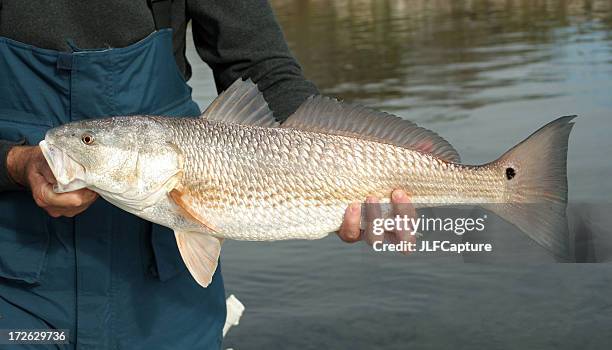redfish catch - redfish stock pictures, royalty-free photos & images