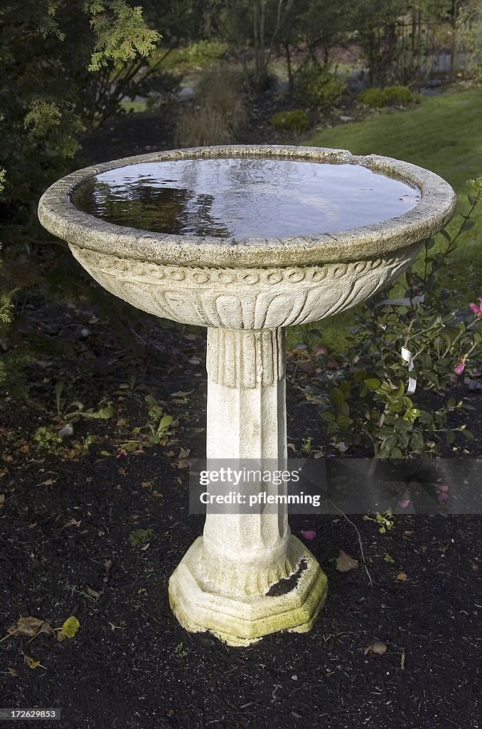 Bird Bath