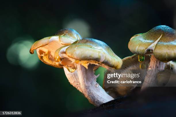 wilde pilze - shiitake - chaga - honigpilz - schmetterlingspilz - steinpilz - kapuzenfliegenpilz - makro - chagas stock-fotos und bilder