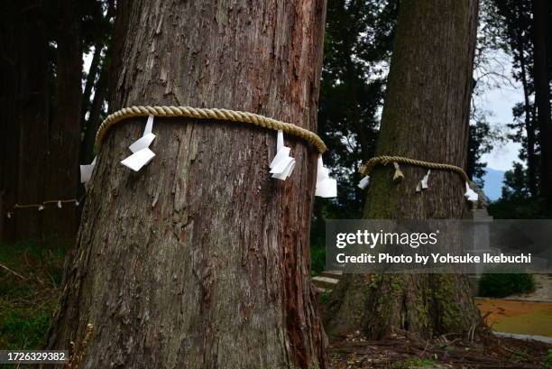 this is shimenawa, which is shinto straw rope. - shinto stock pictures, royalty-free photos & images