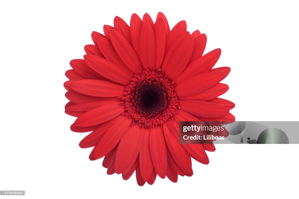 Isolated Gerber Daisy (XL)