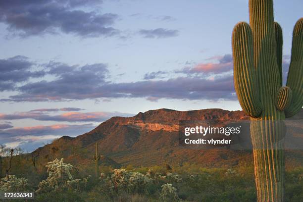 desert at dusk - sonora mexico stockfoto's en -beelden