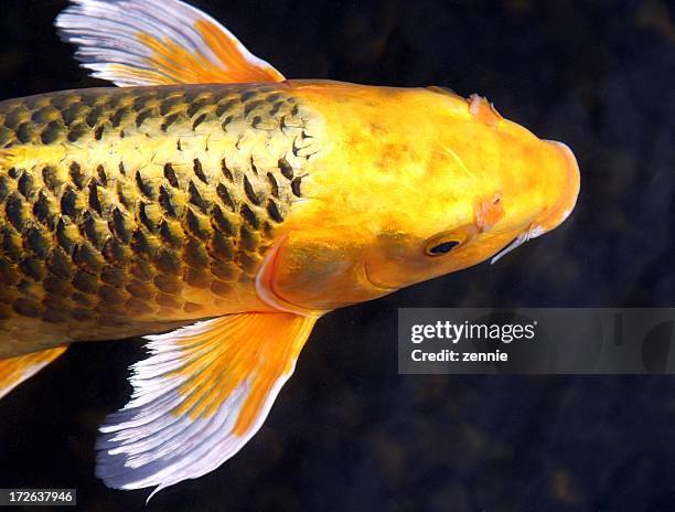 golden beauty - koi carp stock pictures, royalty-free photos & images