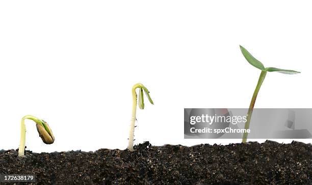 rebento de flora - ciclo de vida imagens e fotografias de stock