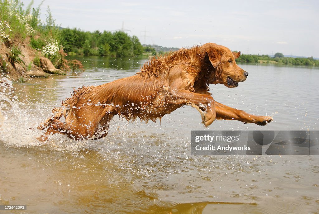 Golden Retriever running into lake