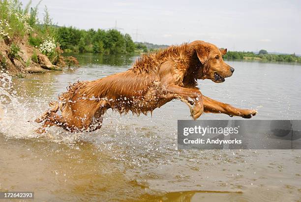 labrador dourado em ação - labrador dourado cão de busca - fotografias e filmes do acervo