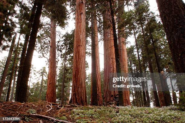 Huge Tree Rvt 276 Giant Rv Stock Photos, High-Res Pictures, and Images - Getty Images
