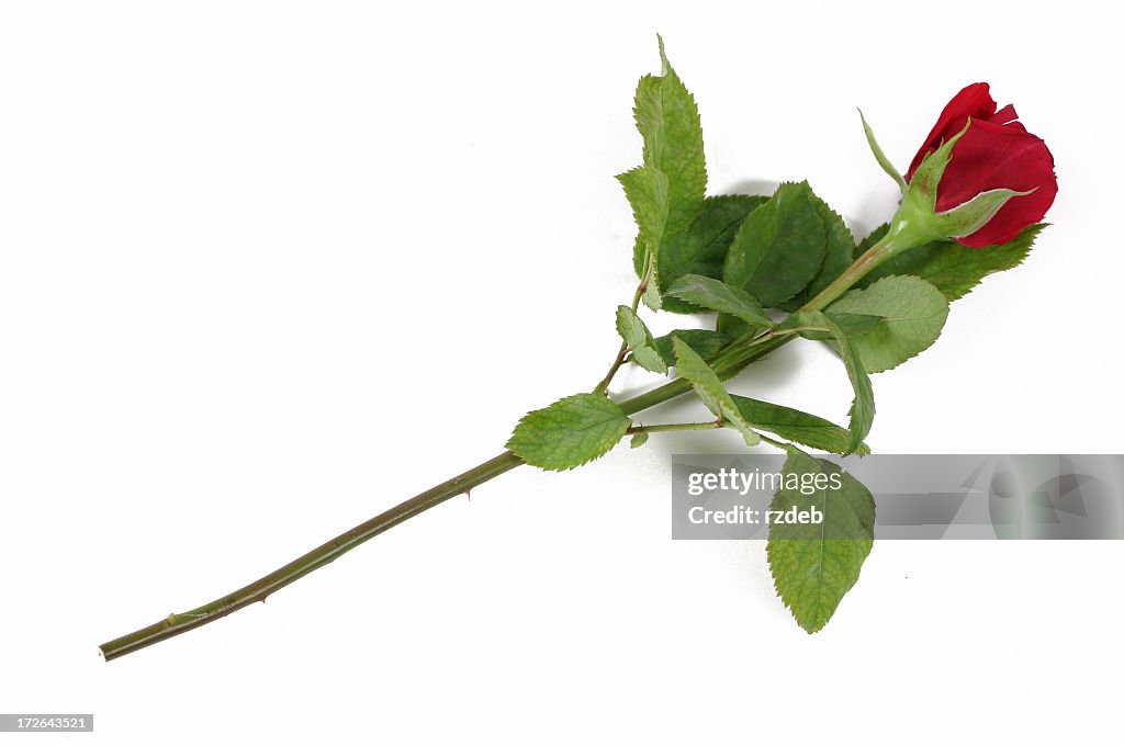 Beautiful Red Rose High-Res Stock Photo - Getty Images