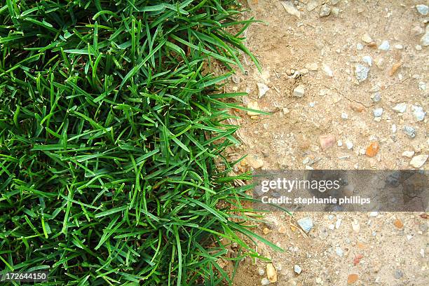 close up of a fresh grass and a dried cracked dirt - for a greener earth stock pictures, royalty-free photos & images