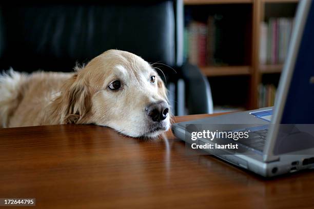 Tired Dog Computer Tired Dog Computer Photos and Premium High Res Pictures - Getty Images